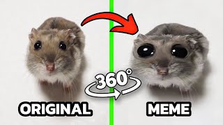 360° VR Sad Hamster Original vs MEME