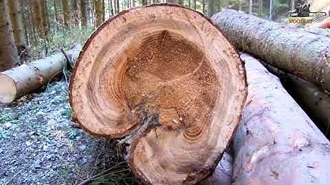 Extremely Dangerous Tree Felling Fails, Crane and Logging Trucks Go Wrong ! #21