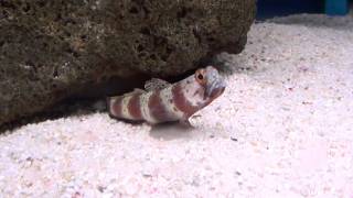 Red Banded Prawn Goby (Amblyeleotris fasciata) - Tropical Fish