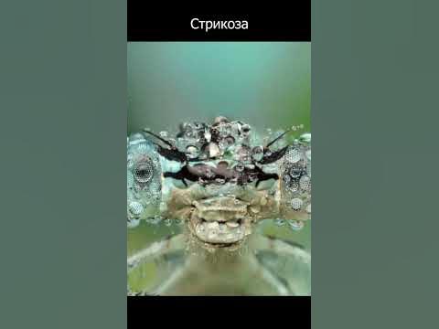 Дивовижний світ в макро зйомці - YouTube