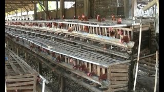 Biaya Produksi Peternak Ayam Telur Membengkak