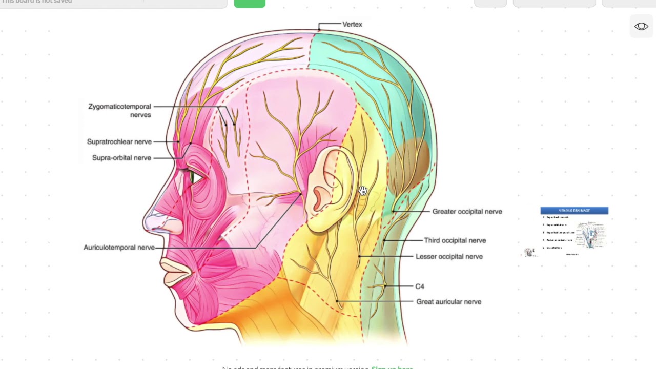 How To Increase Blood Flow To The Scalp For Healthy Hair Growth