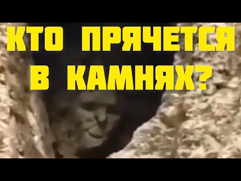 Тайны титанов: Прежние обитатели и загадки природы #история #прошлое