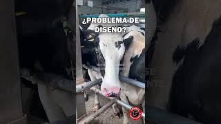 Esta vaca quedó atorada de la nariz por un pequeño error en el corral #vacas #finca #ganaderia