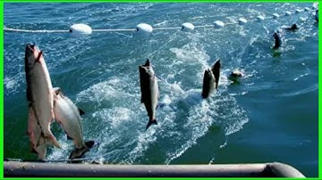 Amazing Automatic Fish Processing Line Machines Modern Technology - Big Catch in The Sea