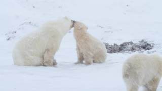 Polar bear mother and cubs in snow