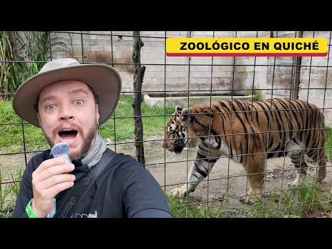 ¡Quiché tiene un zoológico con tigres!