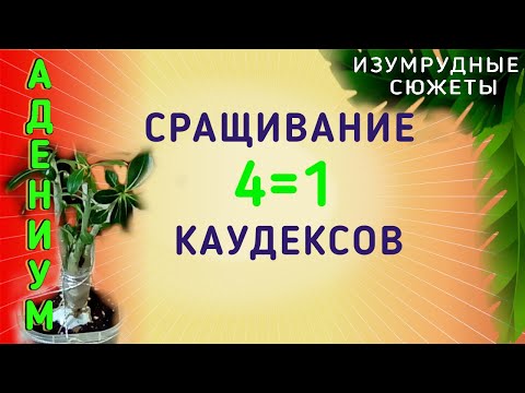 Адениумы. Как сформировать красивый каудекс. 4=1.