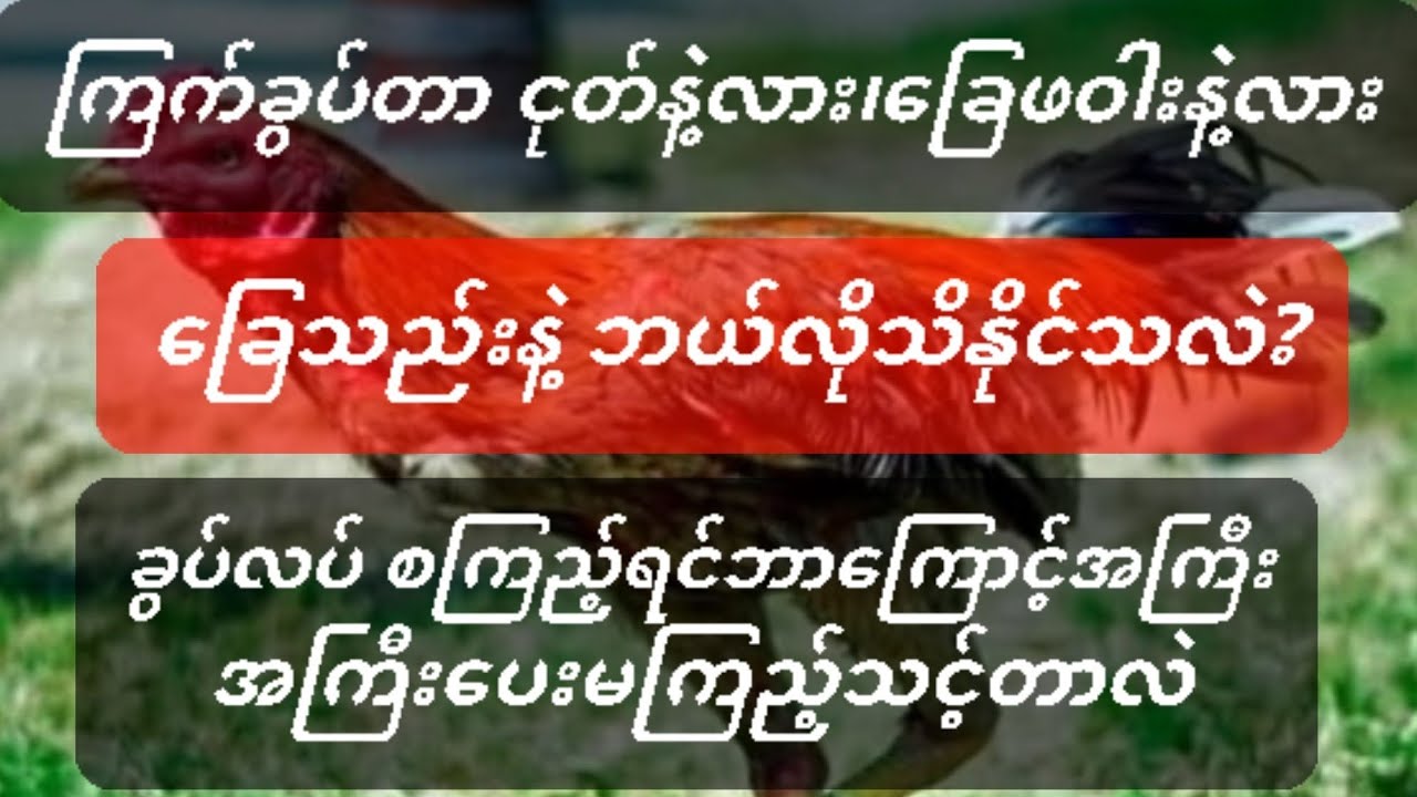 @#ကြက်ခွပ်တာဟာ ငုတ်နဲ့လား၊ခြေဖဝါးနဲ့လား၊ခြေသည်းနဲ့လား ဘယ်လိုကြည့်နိုင် သိနိုင်သလဲ အရမ်းအရေးကြီးတယ်