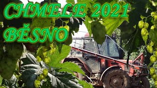 Chmele Běsno 2021 Hops Harvest Hopfenernte