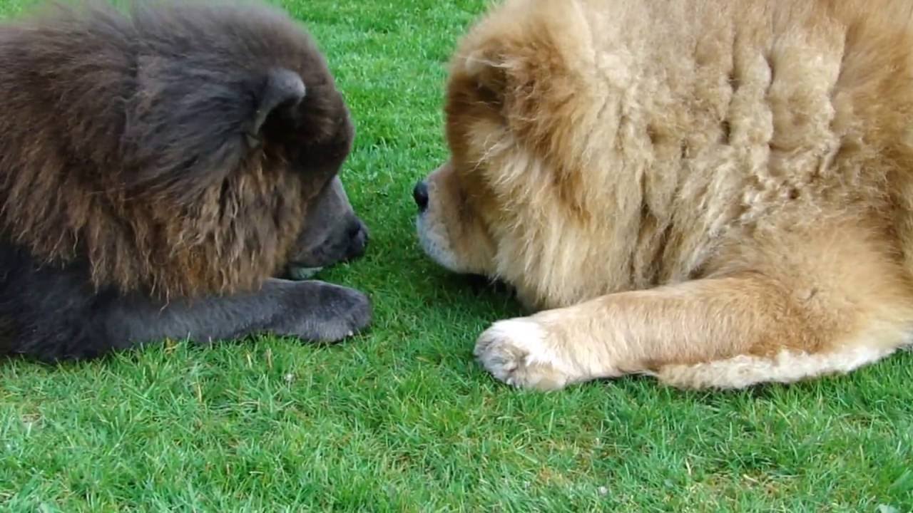 chow chow playing