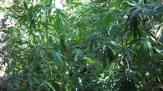 outdoor grow 2011