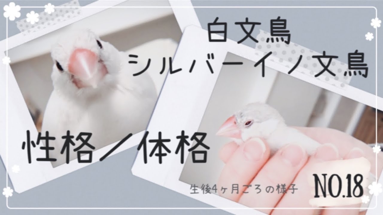 文鳥】白文鳥とシルバーイノ文鳥／性格／体格／換羽 java sparrow No