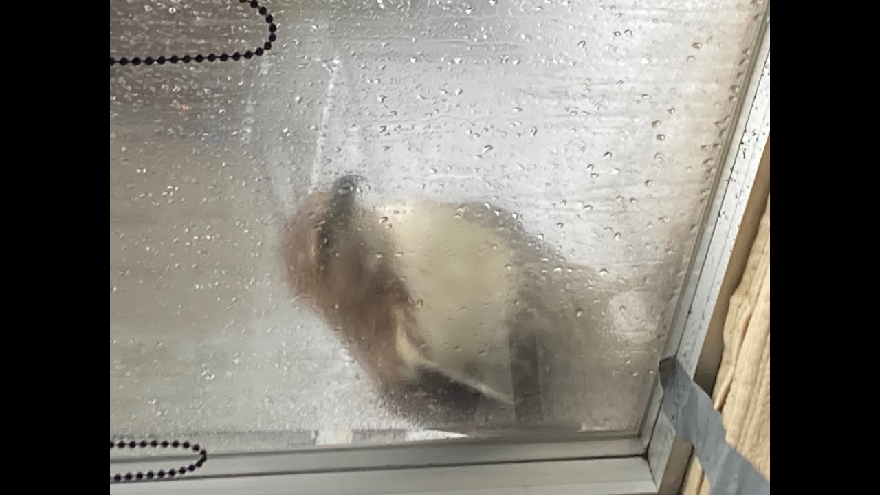 Falcons on Rainy Days Windows