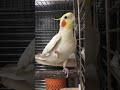 曲が変わったことに気づいてないオカメ