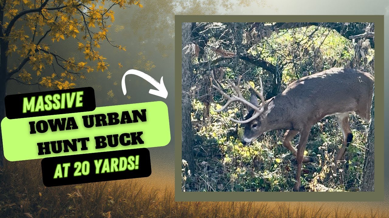 МАССОВАЯ охота на оленя в городе Айова на дистанции 20 ярдов!