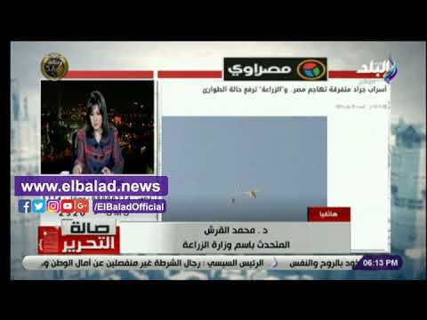 الزراعة تكشف حقيقة وجود أسراب الجراد على حدود مصر