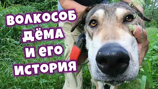 Волк-гибрид Дёма и его история | Wolf-Hybrid and his story/Помощь Животным