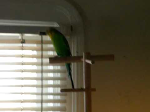 headbanging parakeet rocks out to metal