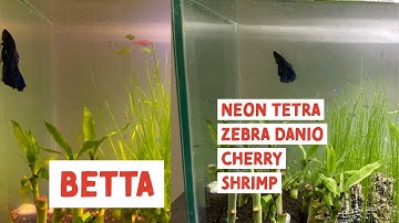 Best tank mates for betta fish- cherry shrimp & zebra danio fish in aquarium with betta & neon tetra