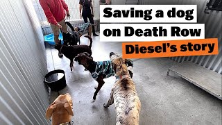 Saving a Dog on Death Row | The Story of Diesel