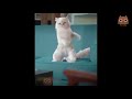 videos graciosos de gatos y perros  recopilación