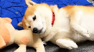 倒れたところにぬいぐるみのお尻があって悲しい柴犬