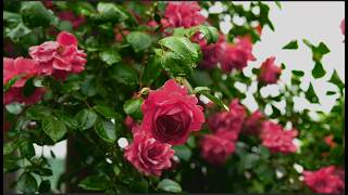 Soft Rain on Pink Roses 🌸 Relaxing Rain Sounds for Sleep | No Music | 3 Hours screenshot 3