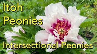 How to grow Itoh Peony Varieties with Ron Boekel -Intersectional Peonies