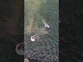 Landing a beautiful sturgeon! #sturgeon