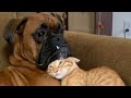 ПРИКОЛЫ С ЖИВОТНЫМИ 😺🐶 Смешные Животные Собаки Смешные Коты Приколы с котами Забавные Животные #126