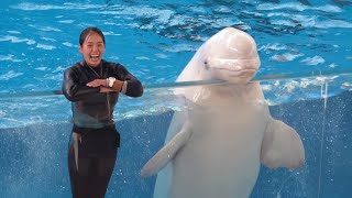 White Whale Show At Yokohama Hakkeijima Sea Paradise 【4K】