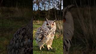 facts about owl in hindi | owl facts in hindi #owl #shorts