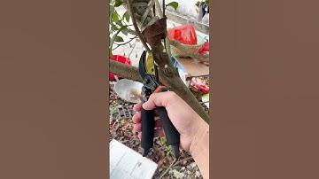 Kéo cắt tỉa cây cảnh. #caycanh #caycanhbonsai #keocattiacaycanh