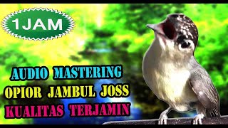 MASTERAN SUARA BURUNG OPIOR JAMBUL GACOR FULL ISIAN