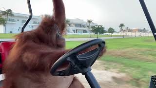 Orangutan şoför şarkı - Küllenen Aşk