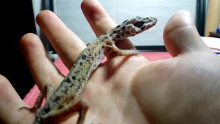 DYING LEOPARD GECKO EMERGENCY RESCUE Day 3 | Tube Feed Eating MACHINE