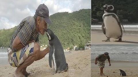 Amazing! Dindim the Penguin swims 5,000 MILES every year to visit Brazilian man who Saved him