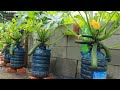 How to grow zucchini in a container