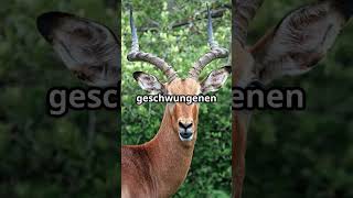 Unglaubliche Fakten über Impalas! 🌵