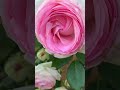 Роза Эден Роуз ( Rose Eden Rose) или Пьер де Ронсар ( Rose Pierre de Ronsar) г. Киев 15 июня 2023 г.