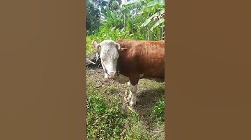 sapi simmental super duper.🐂😉 #video shorts #sapisuper #cows #videoreels #viral