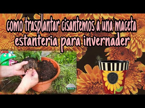 Video: Trasplante De Crisantemo De Otoño
