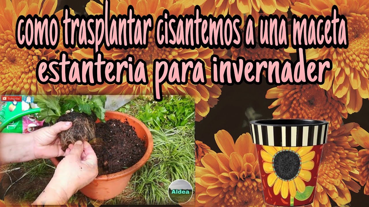 Como trasplantar crisantemos a una maceta grande y estantería para invernadero
