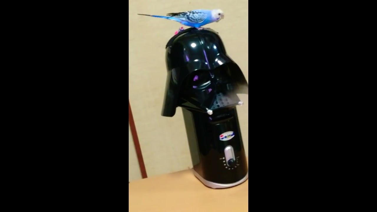 STAR WARSのダースベイダー加湿器にセキセイインコのそらちゃんが遊ん