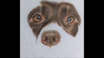 Drawing Chocolate labrador in coloured pencils Part 2 Drawing the nose Time lapse