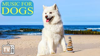 DOG MUSIC: Cure Separation Anxiety Music for Dog - Calm Your Dog Down with Music for Dogs !