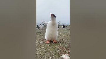 Best of Penguin 🐧🐧   Penguin Video