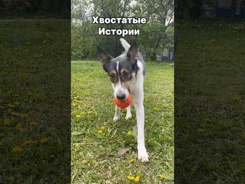 Любимый мячик🩷 #dogs #animals #dog #dogshorts #doglife #funny #park #walk #собака #метис #животные