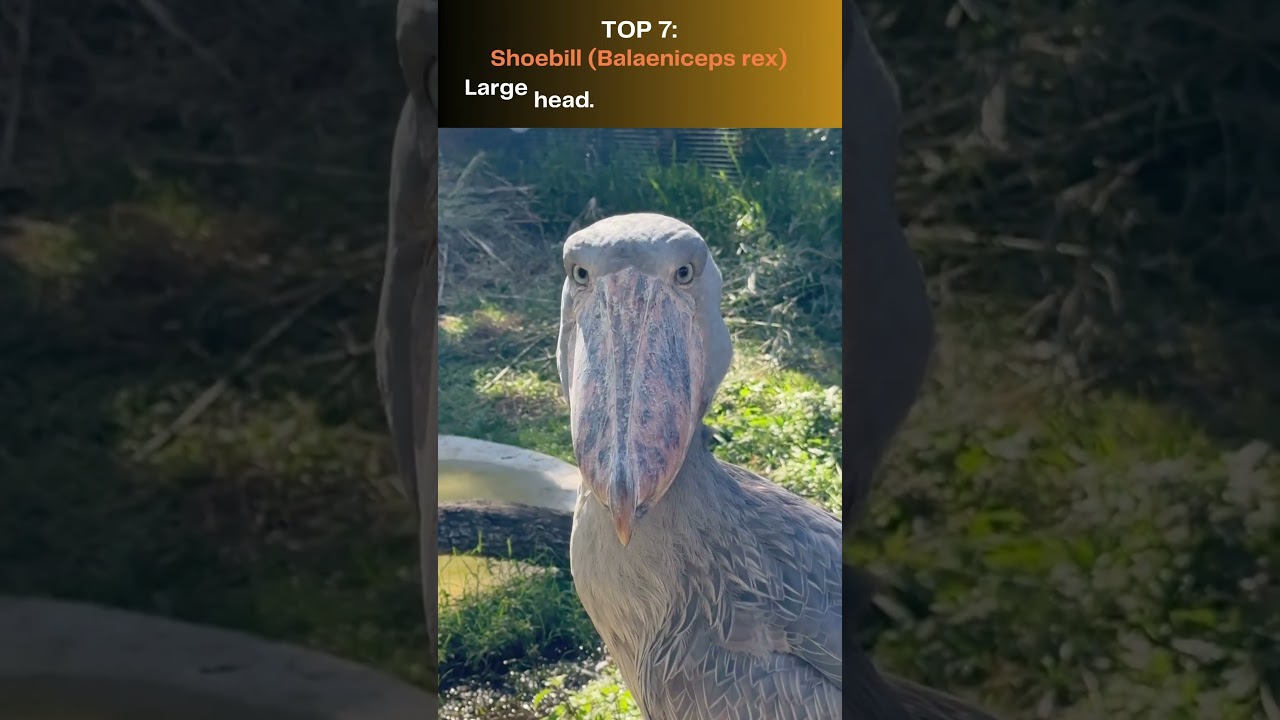 Top 10 Ugliest Animals On Earth